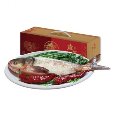 查干湖-肆号胖头鱼