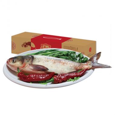 查干湖-伍号胖头鱼